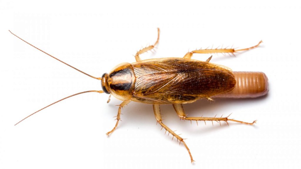 cockroach killer